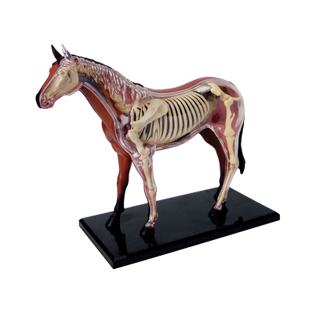 Animal Organ Anatomy Model 4D  – обзор и цена Science Diy Model