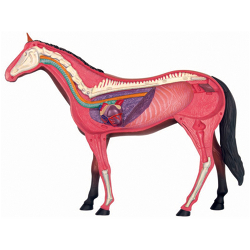 Animal Organ Anatomy Model 4D  – обзор и цена Science Diy Model