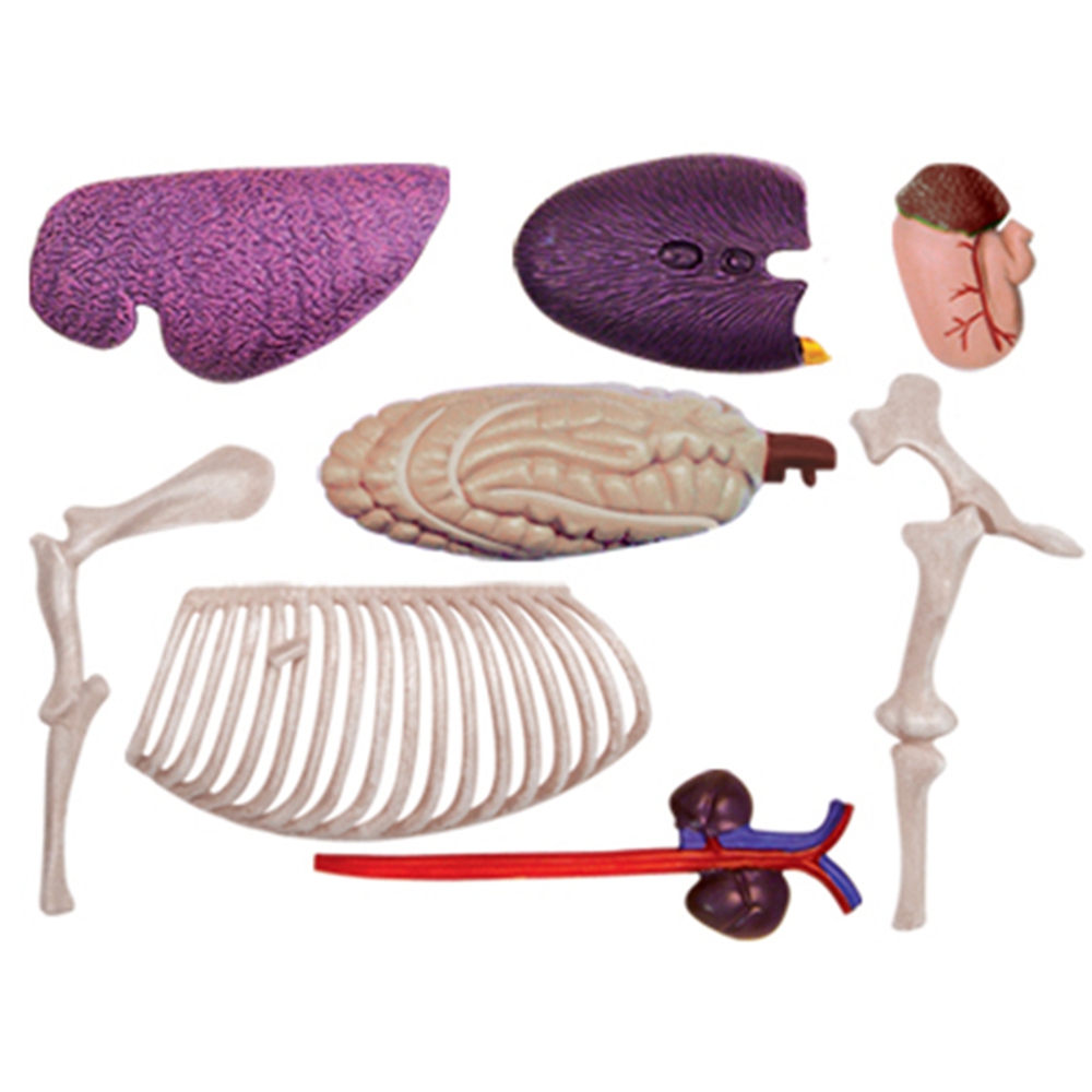 Animal Organ Anatomy Model 4D  – обзор и цена Science Diy Model